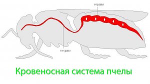Профессор Кашковский: Кровеносная система пчёл