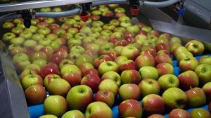 Линия сортировки яблок SORTER до 5 тонн в час