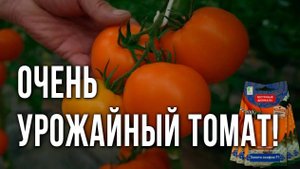 Новинки семян томатов. Крупноплодный томат для выращивания в теплице. Лучший сорт оранжевого томата.
