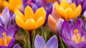 Магия южной ночи: История о любви, разлуке и новой встрече....