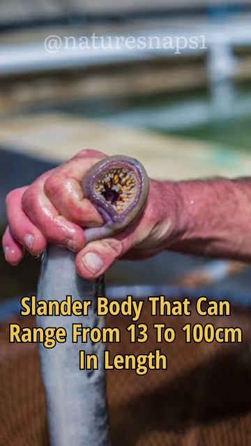 Lamprey | The Vampire Fish смотреть онлайн