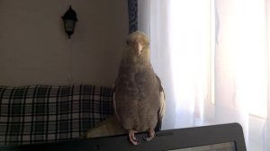 Корелла распевается