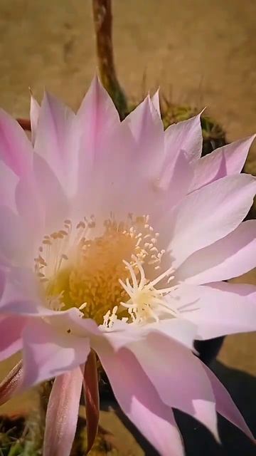 Cactus flower #flowerphotography #quranrecitation #shortsvideo смотреть онлайн