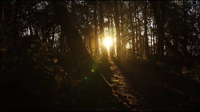 Evening forest, birds singing / Вечерний лес, пение птиц. смотреть онлайн