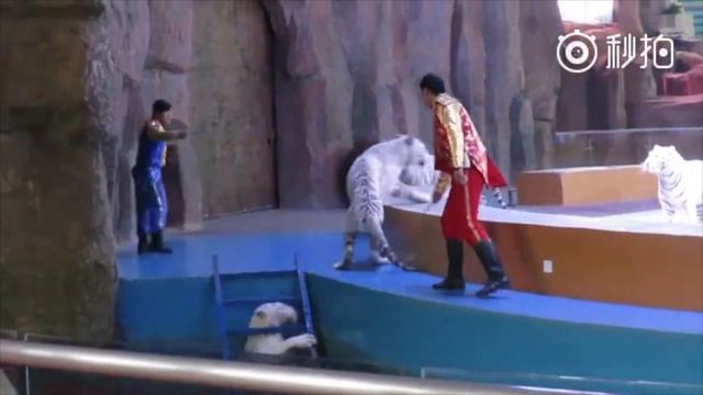 Tigers defy Chinese circus cruelty to show empathy for suffering friend смотреть онлайн