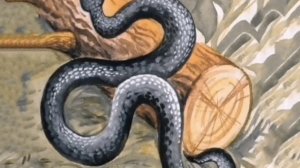 Аудиосказка. Гадюка.