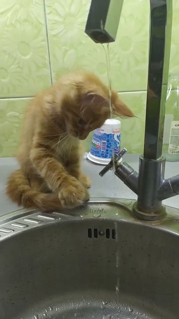 Мейн-кун и вода смотреть онлайн