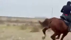 таджикский лошадь 🐎