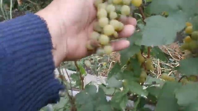Уборка желтого винограда.Сад Зауралья. смотреть онлайн