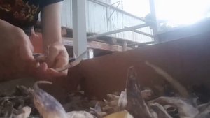 чем заниматься в деревне ) как почистить фасоль?