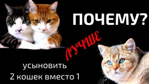 Почему лучше усыновить 2 кошек, а не 1