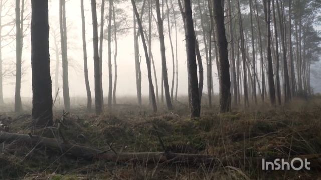 звуки леса под музыку. (forest sounds) смотреть онлайн