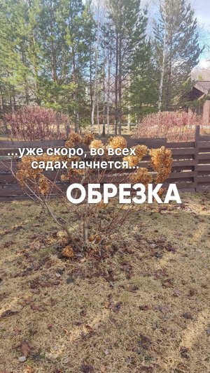 Весенняя обрезка гортензии