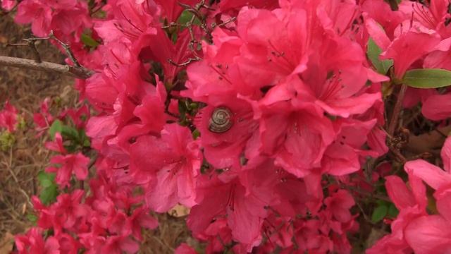 Beautiful Flowers - Brueckner Rhododendron Gardens смотреть онлайн