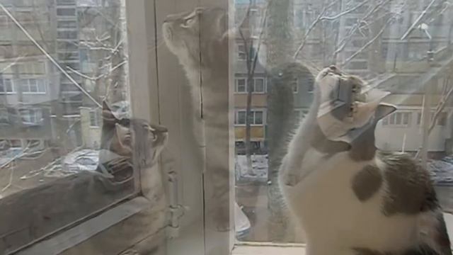 Кот с кошкой в марте. Пение птиц. Последний снег. смотреть онлайн