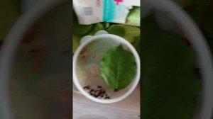 как ухаживать за ящерицей в домашних условиях?