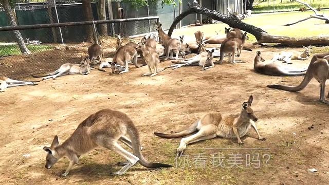 Family time with koala