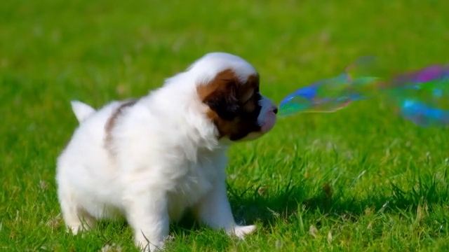 Маленький щенок ловит мыльные пузыри