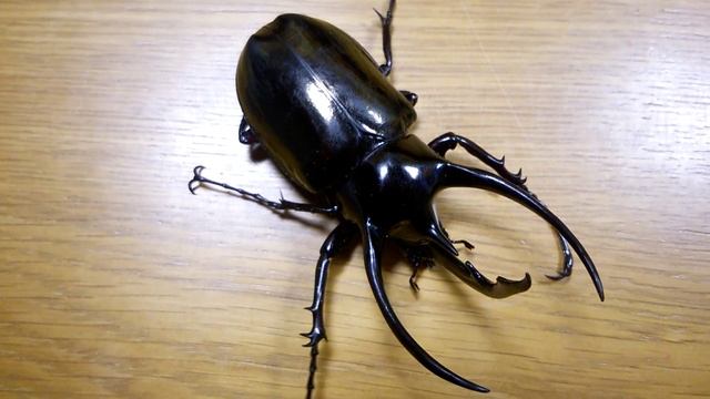 コーカサスオオカブト Chalcosoma caucasus caucasus