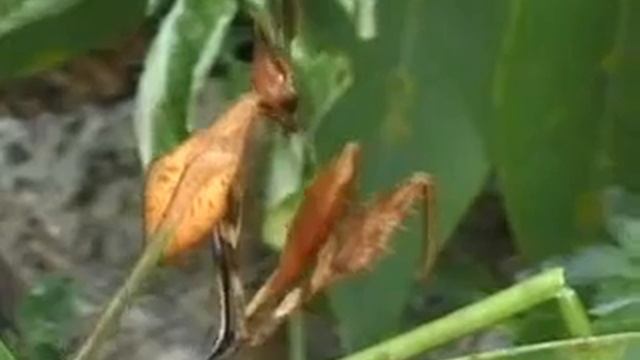 Gongylus смотреть онлайн