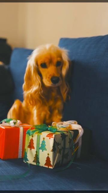 Happy birthday dog | funny cats | funny dogs #Pets #Cat and Dog #Shorts смотреть онлайн