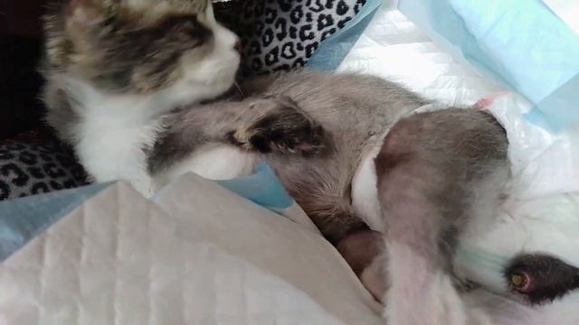 ГОДОВЩИНА 😸 4 ГОДА ВМЕСТЕ смотреть онлайн