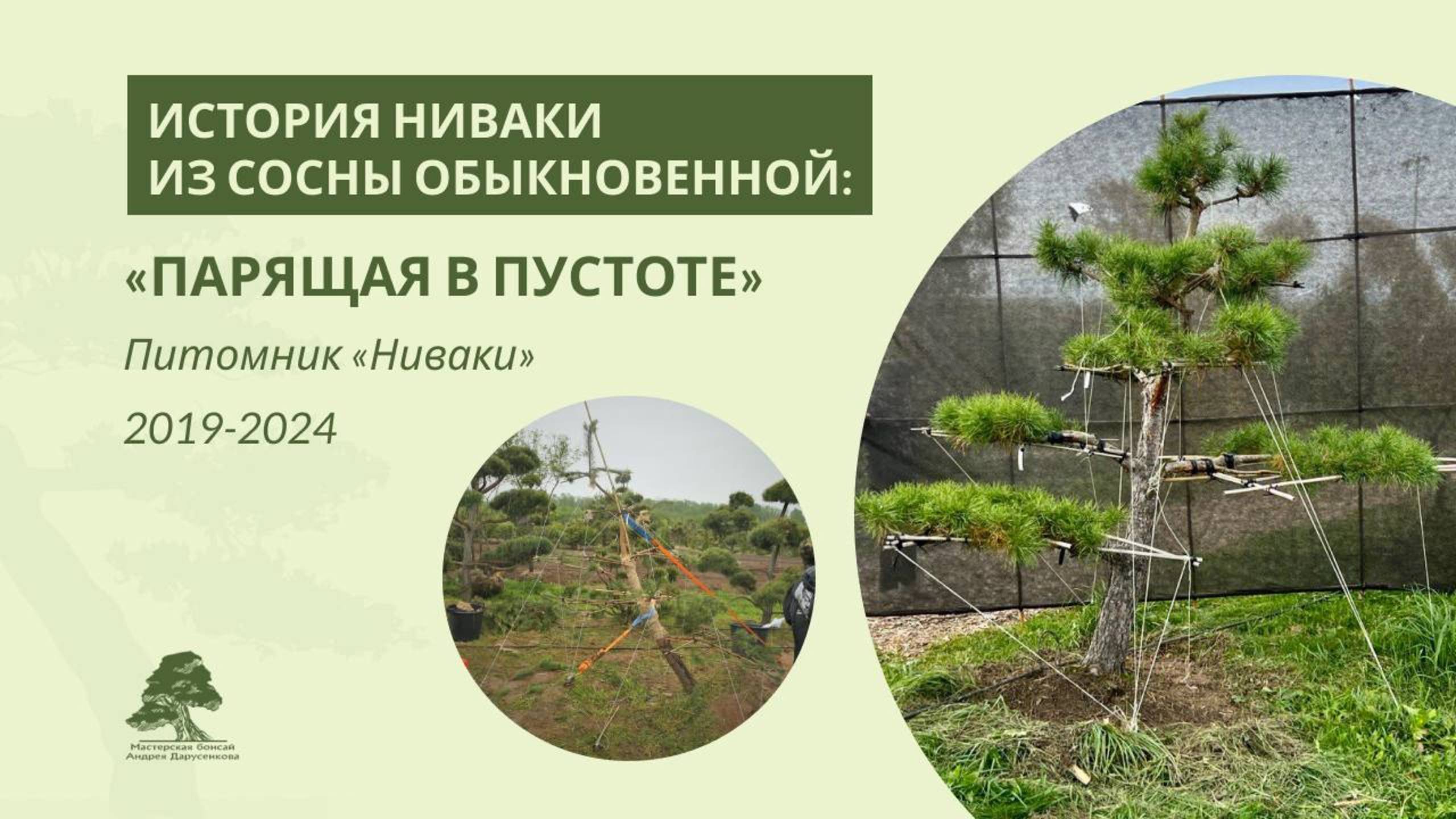 Ниваки из сосны «Парящая в пустоте»: история 2019-2024