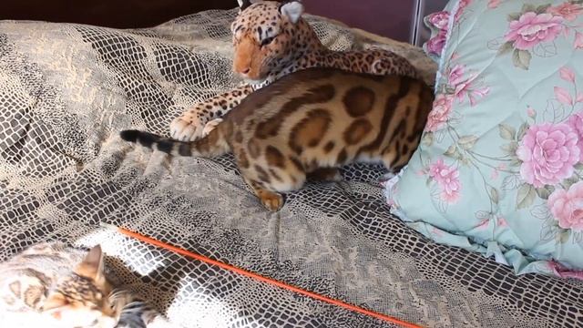 Бенгальские котята. bengalocats.com смотреть онлайн