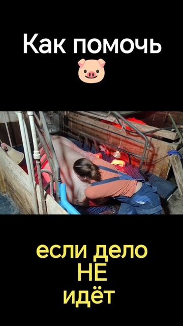 Как вытащить поросят при сложном опоросе. Ветеринарные процедуры смотреть онлайн