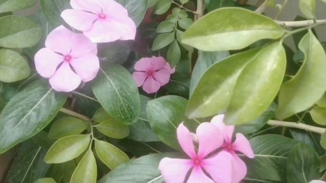 Top 10 Permanent summer flowering plants/plants for early summer #summerflowerplants