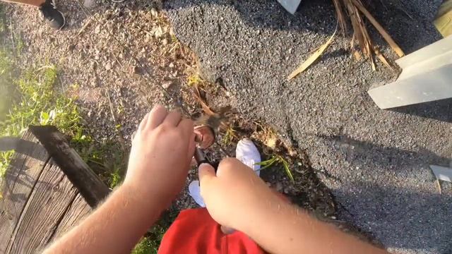 Day 6 Florida Series: I caught a TARPON in the EVERGLADES on the side of the ROAD?!?! (Crazy Tarpon смотреть онлайн