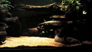 Ctenopoma & Polypterus