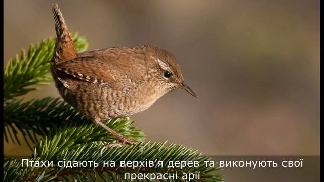 Спів кропивянок / 26 травня смотреть онлайн