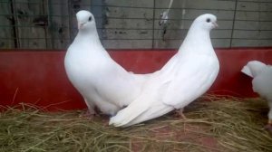 Чистопольские голуби