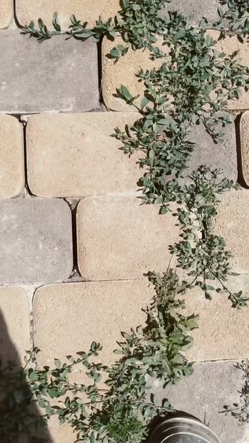 Антиреклама БРУСЧАТКИ #tiktok #стройка #youtube #construction #top #ремонт #топ #shortsvideo смотреть онлайн