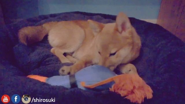 Shiro junior Vs toy - mini vid Ep16 смотреть онлайн