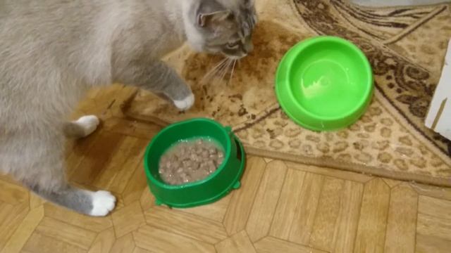 Что сделает умная кошка с плохой едой? смотреть онлайн