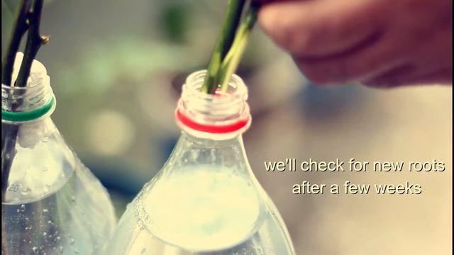 Weekend vlog | gardening | staying home 週末のvlog |ガーデニング|家にいる  주말 동영상 블로그 | 원예 | 집에 머물다 |ASMR | смотреть онлайн