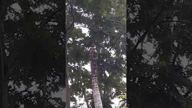 Птички поют в Банг Крачао!