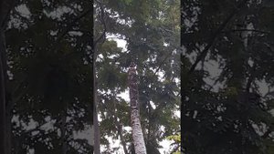 Птички поют в Банг Крачао!