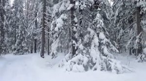 Серебряный лес  - Автор музыка и исполнитель Аверьянов Сергей