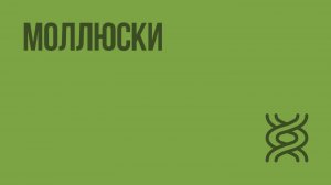 Моллюски. Видеоурок по биологии 7 класс