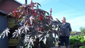 Как сеять клещевину на рассаду