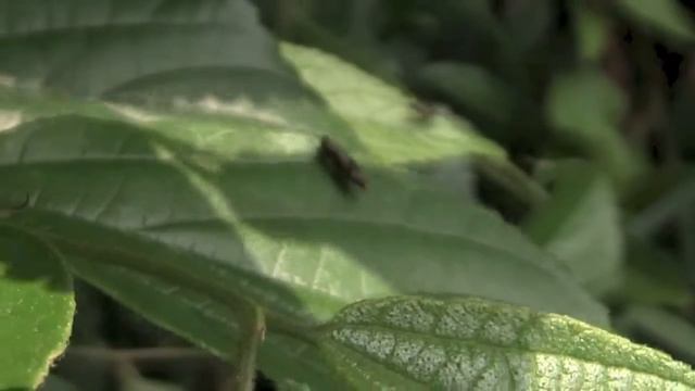 ヒシモンナガタマムシ/Agrilus discalis 01_140620_ガイコツ山 смотреть онлайн