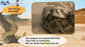 14. Meet the Animals 14  Rattlesnake  Wild Animals  Little Fox  Animated Stories for Kids