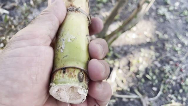 The Florida SUGAR CANE GURU Knows How to Grow FAT CANES BRO!