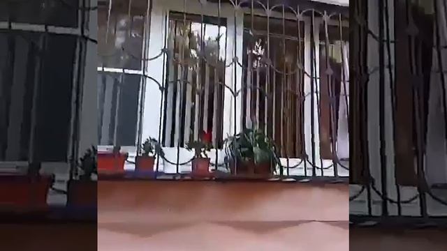 Супер Швабра Гринвей смотреть онлайн