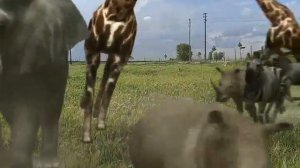 KOŞAN HAYVANLAR (GERGEDAN,ZEBRA, ZÜRAFA,FIL)RUNNING ANIMALS (rhinoceros, zebra, giraffe, elephant)