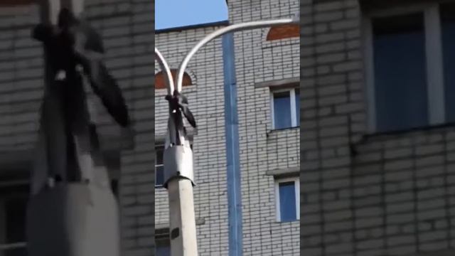 Спасение ворона смотреть онлайн