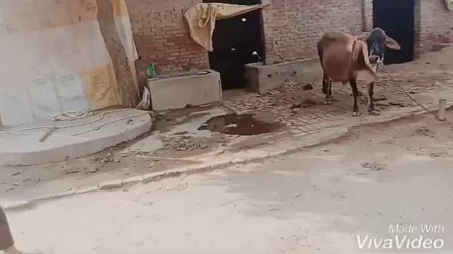 Just Yaara naal chill 3 смотреть онлайн